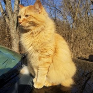 A orange kitty named Murder Cakes looking for birds