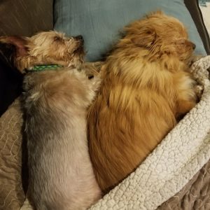 Two small brown dogs named Olive and Dobby snuggling on the couch